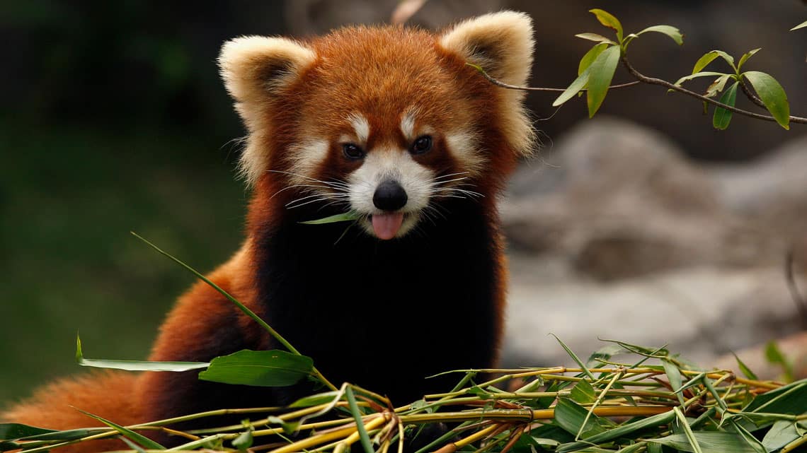 5 Cosas que no sabias de los pandas rojos